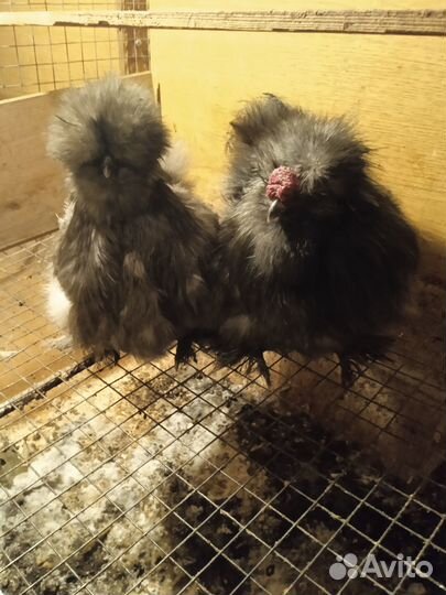 Китайские шелковые курочки