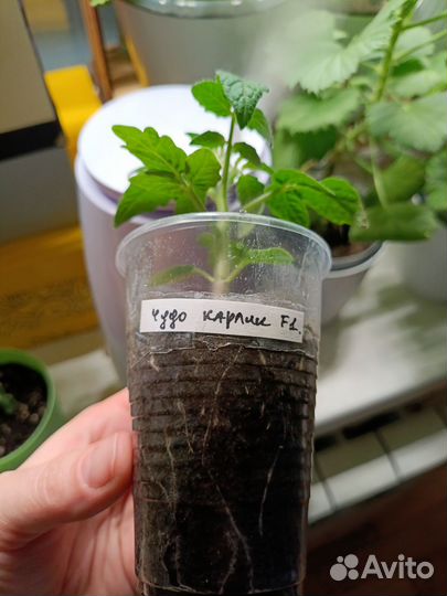 Черри балконные