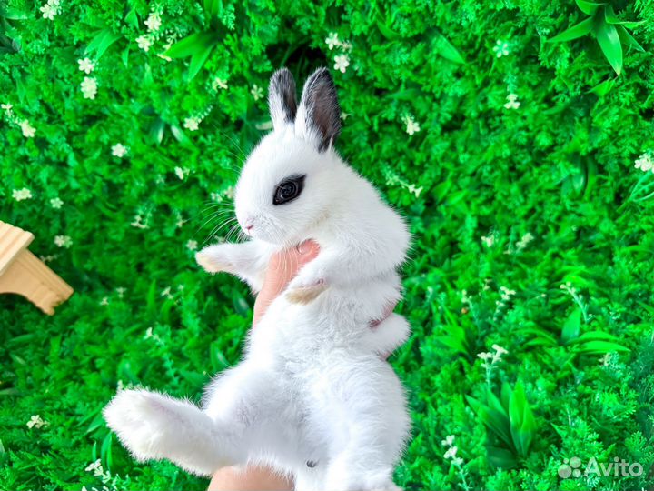 Карликовый кролик королевский редкий