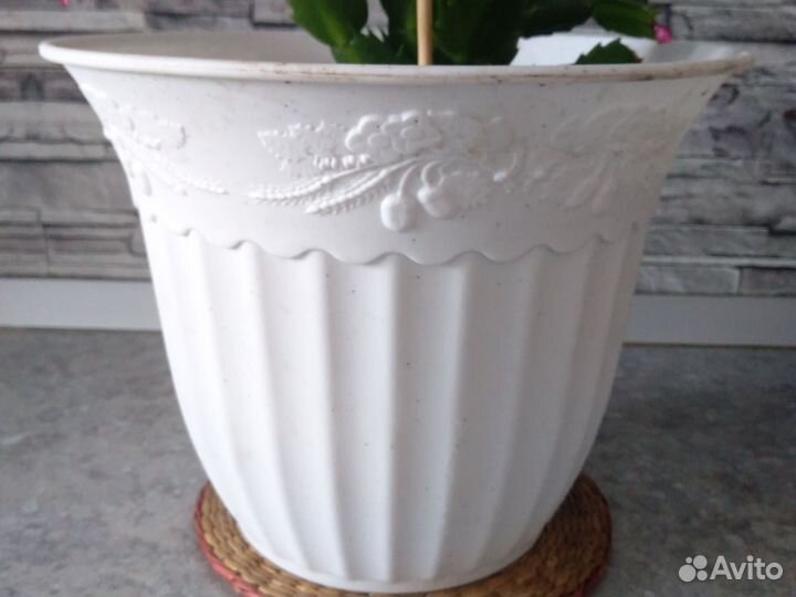 Декабрист.Лазоревый