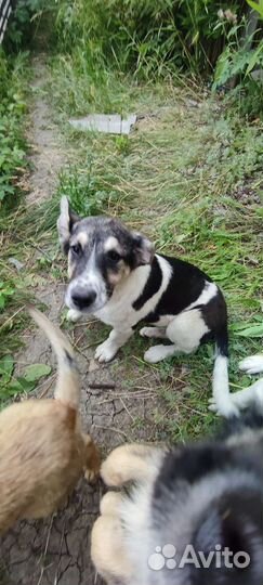 Щенки в добрые руки