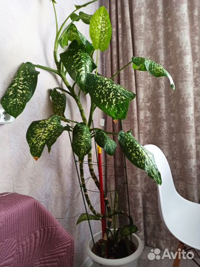 Диффенбахия