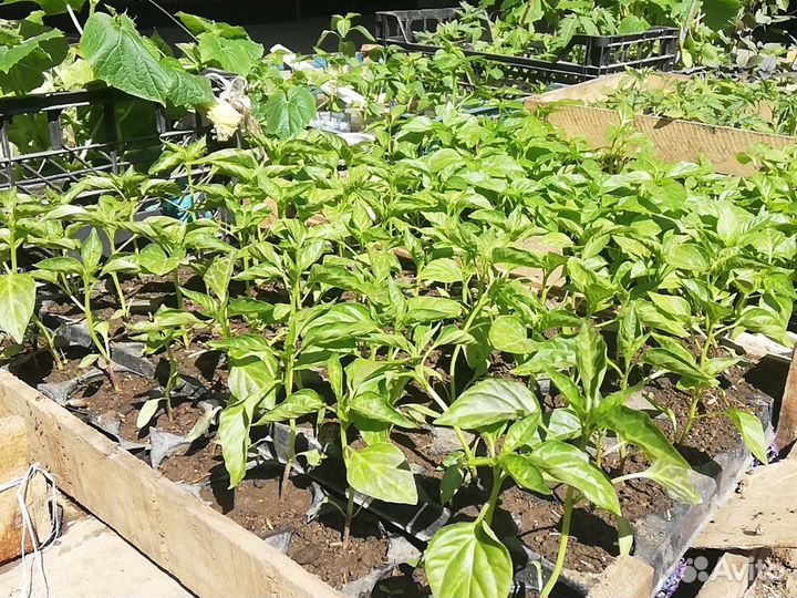 Рассада помидор огурцы перец базелик