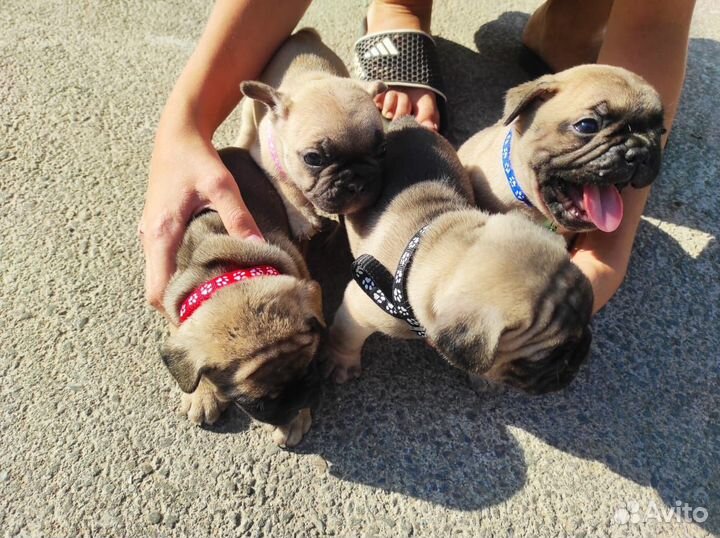 Щенки француского бульдога