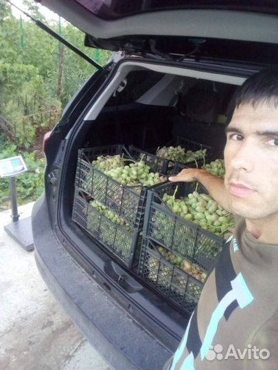 Саженцы винограда