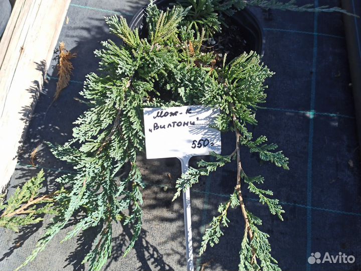 Можжевельник горизонтальный