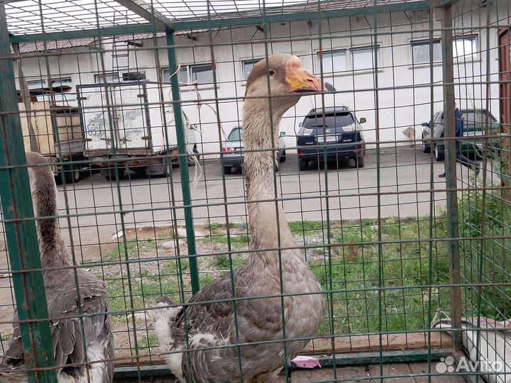 Холмогорские гуси