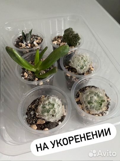 Суккуленты