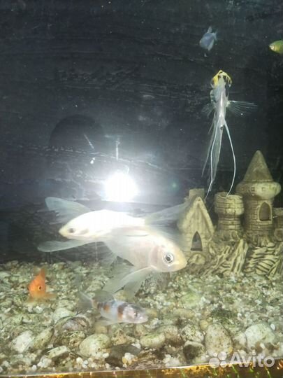 Рыба камета(белого цвета)