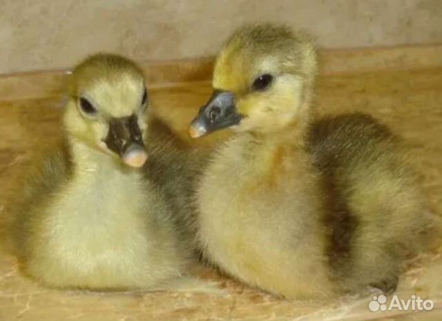 Гусята линда