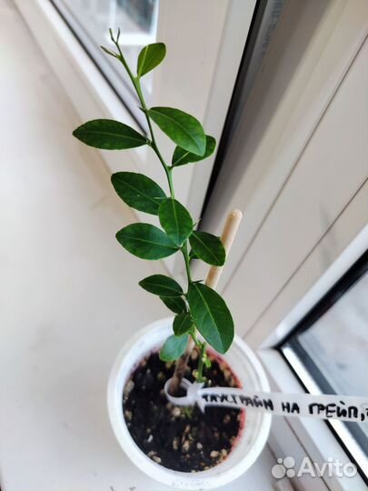 Микроцитрус Фаустрайм