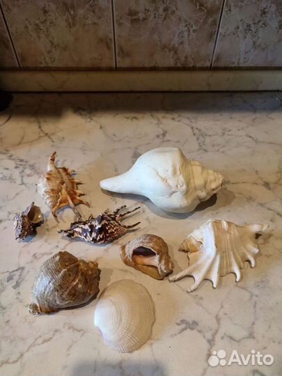 Набор ракушек