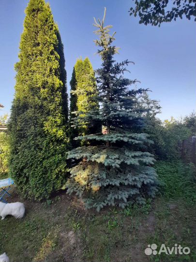 Ель голубая крупномер