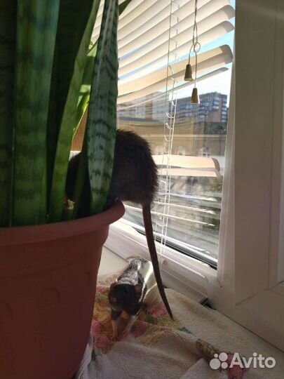 Крысы дамбо девочки