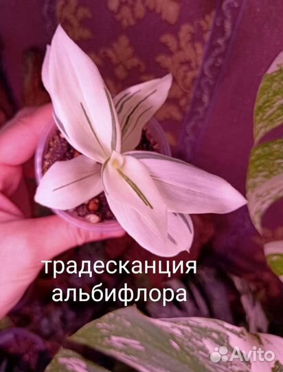 Традесканции 6 видов