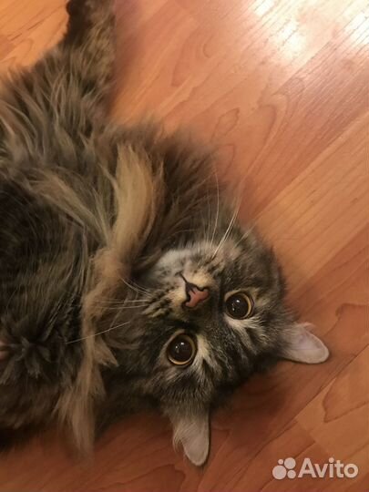 Отдам двух прекрасных кошек в добрые руки