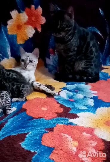Бенгальские котята