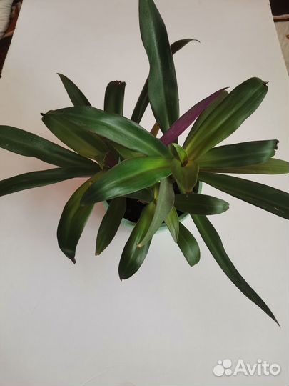 Комнатные цветы