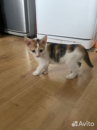 Трехцветная и рыженькая кошечки