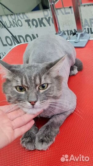 Стрижка, груминг кошек и собак