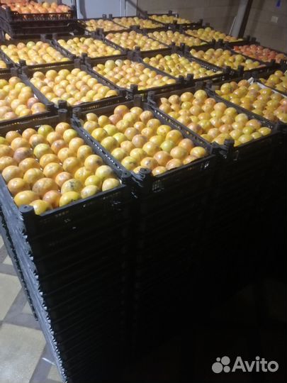 Хурма 4 тонна