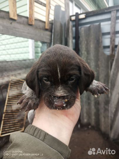 Щенки дратхаара