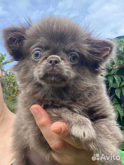 Неземной красоты девочка -Бейлиз