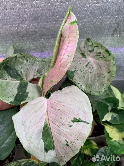 Сингониумы сортовые