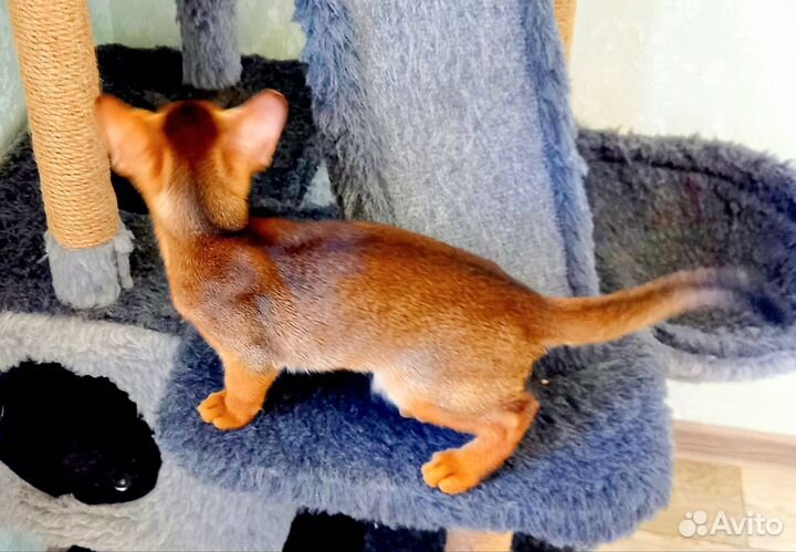 Абиссинские котята питомник