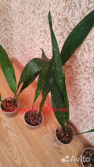 Аспидистра Милки вэй