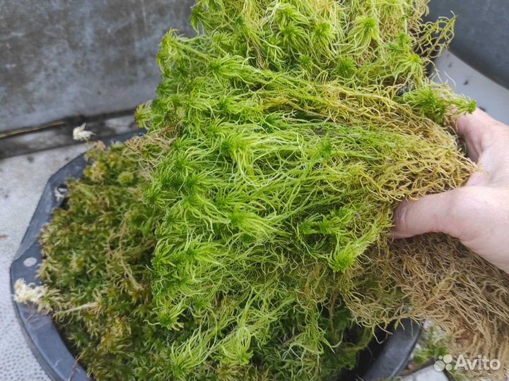 Мох сфагнум, живой для цветоводства, улиток, ягель