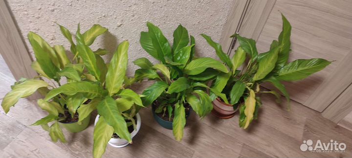 Спатифиллум