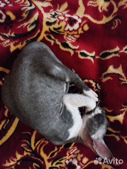 Канадский сфинкс браш