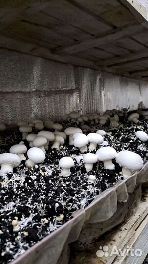 Отработанный компост