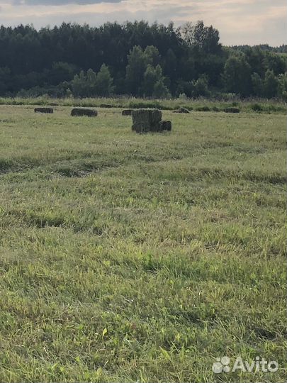 Сено в тюках 2024