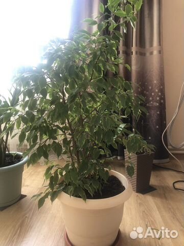 Фикус бенджамина большой