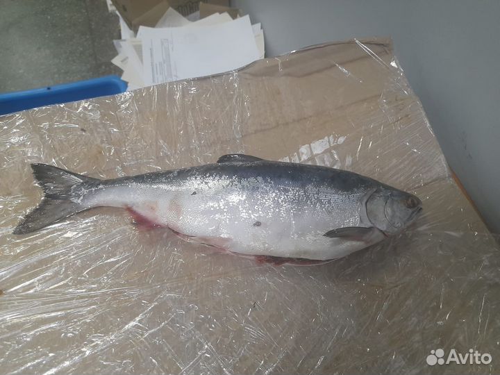 Рыба в заморозке