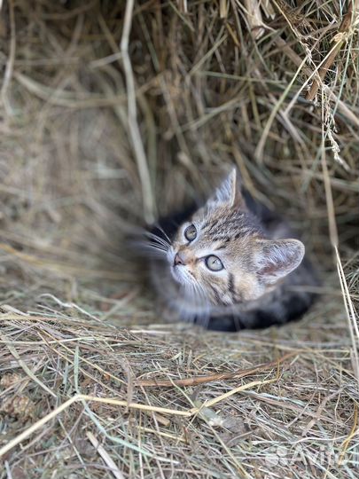 Котенок в добрые руки