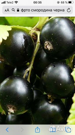 Смородина черная