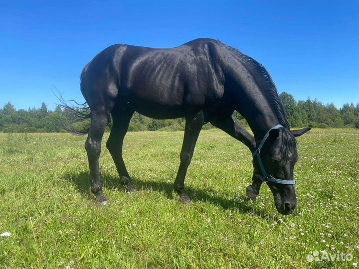 Продам жеребца