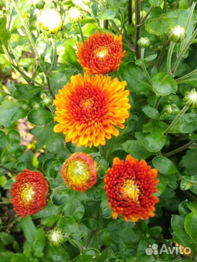 Хризантемы, флоксы