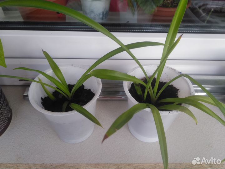 Хлорофитум