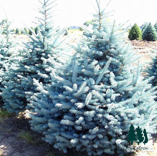 Ель голубая оптом / розница