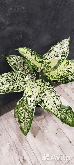 Диффенбахия Сьон Кай