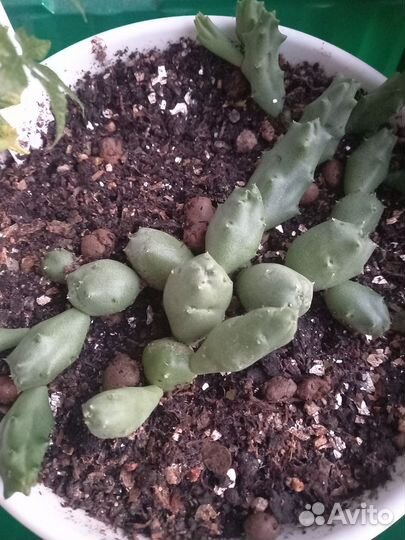 Кактусы и суккуленты