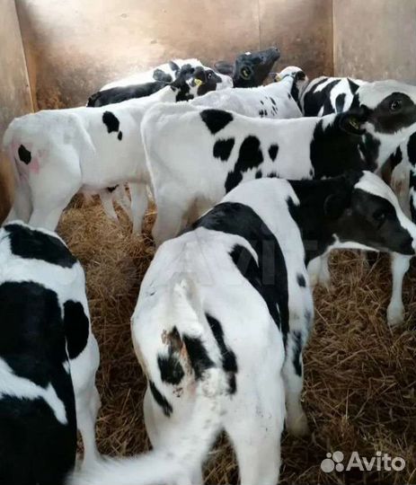 Бычки и тёлочки от 1 месяц