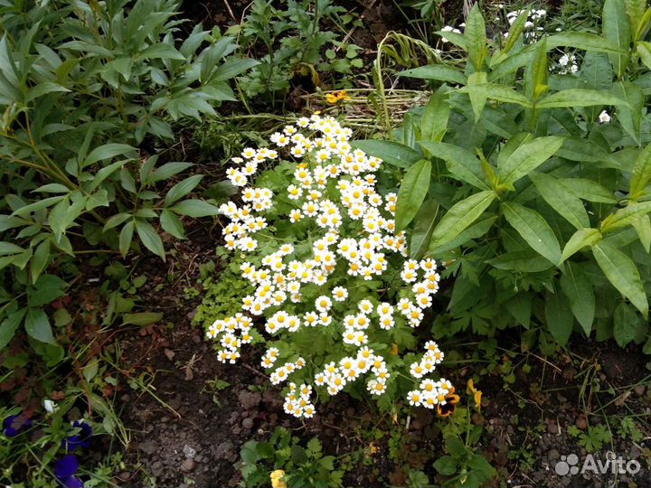 Ромашка мелкая