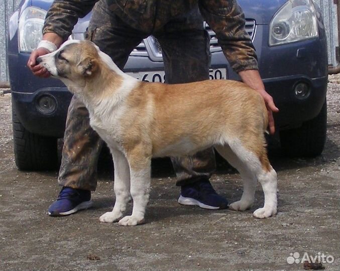 Щенки сао алабай