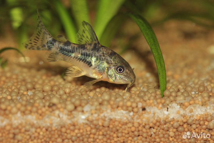 Сомики коридорасы