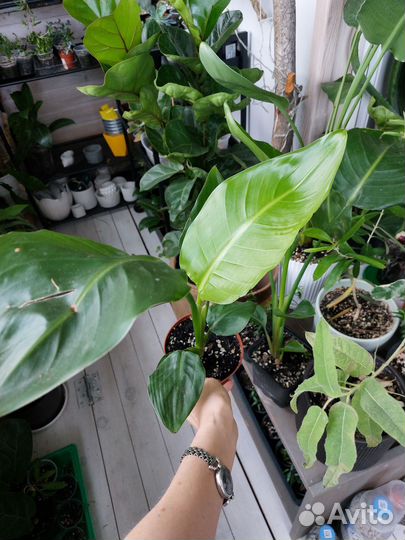 Стрелиция Николая